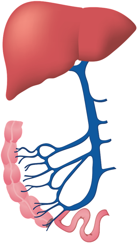Can Kratom Damage The Liver - ตับ Png (739x864)