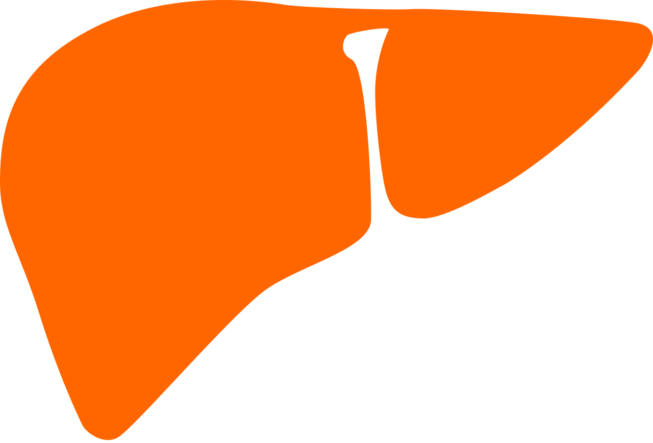 Liver Noun 28826 Cc Orange - Liver (1280x868)