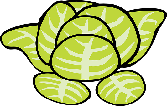 Lettuce Vegetable Food Salad Green Lettuce - Lettuce Clip Art (533x340)