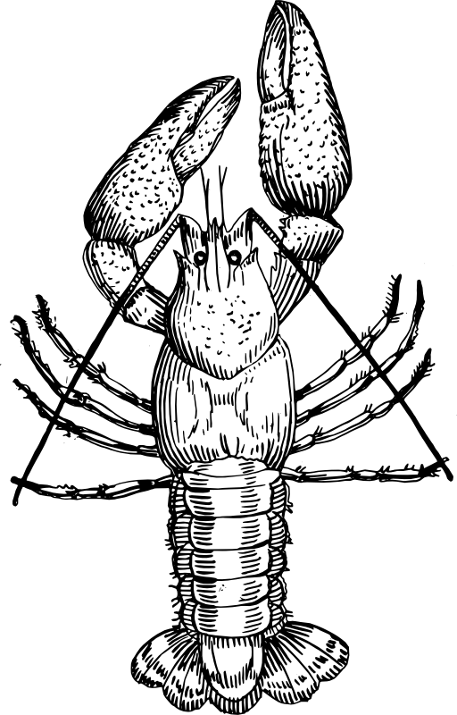 Crayfish Black And White (512x800)