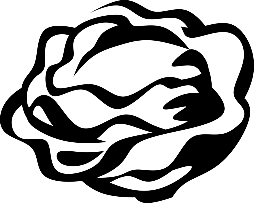 Vector Illustration Of Salad Green Edible Leaf Vegetable - Alface Vetor Png (875x700)