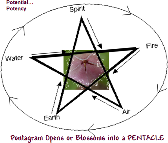 Nature - Bud (566x478)