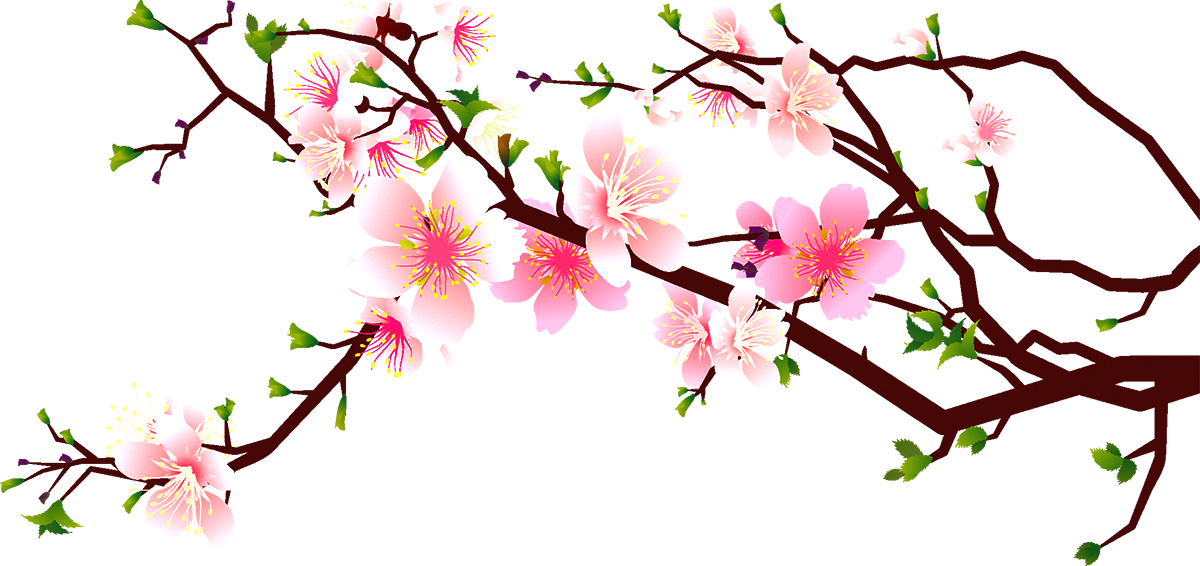 Cherry Blossom Peach Clip Art - Cherry Blossom Transparent Png (1200x566)