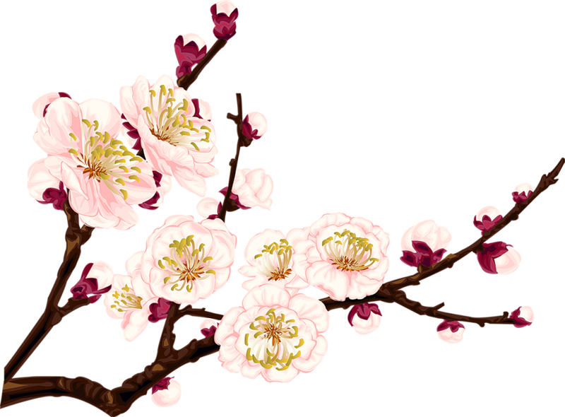 Plum Blossom Drawing Clip Art - Plum Blossom Drawing Clip Art (800x590)