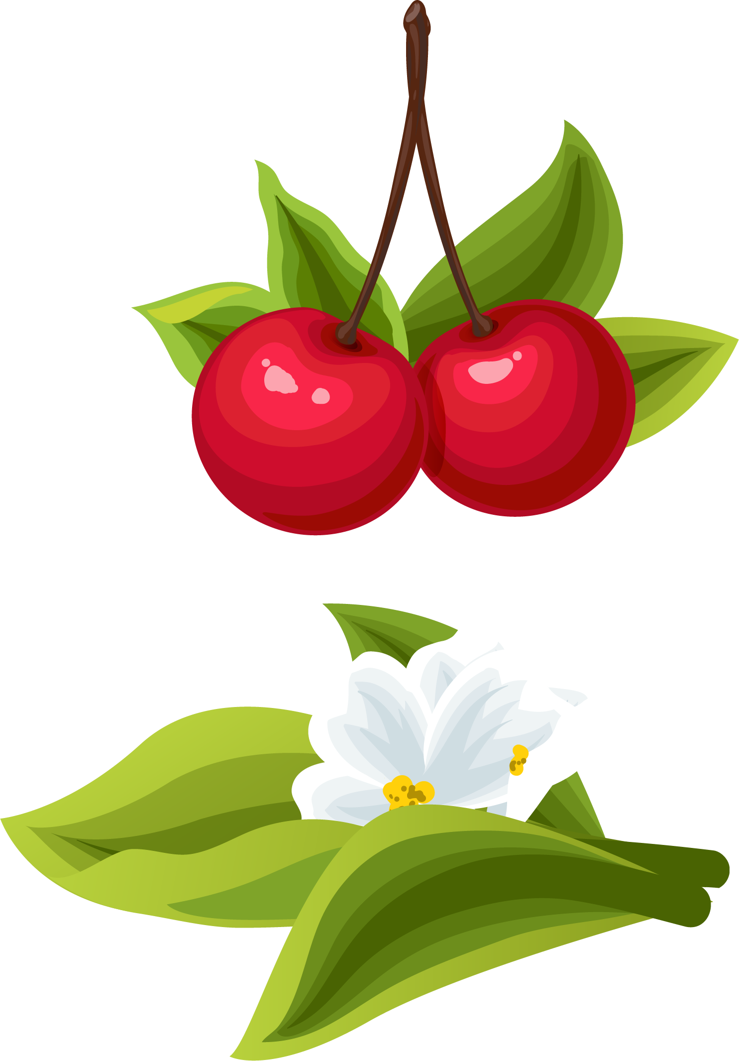 Cherry Cartoon Clip Art - Cherry Cartoon Clip Art (1485x2131)