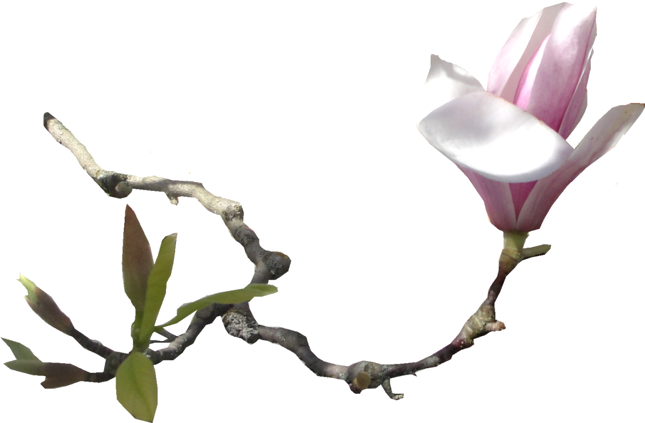 Southern Magnolia Flower Email Clip Art - Southern Magnolia Flower Email Clip Art (1548x1106)