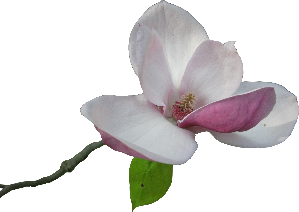 Flower Magnolia Clip Art - Flower Magnolia Clip Art (1200x852)