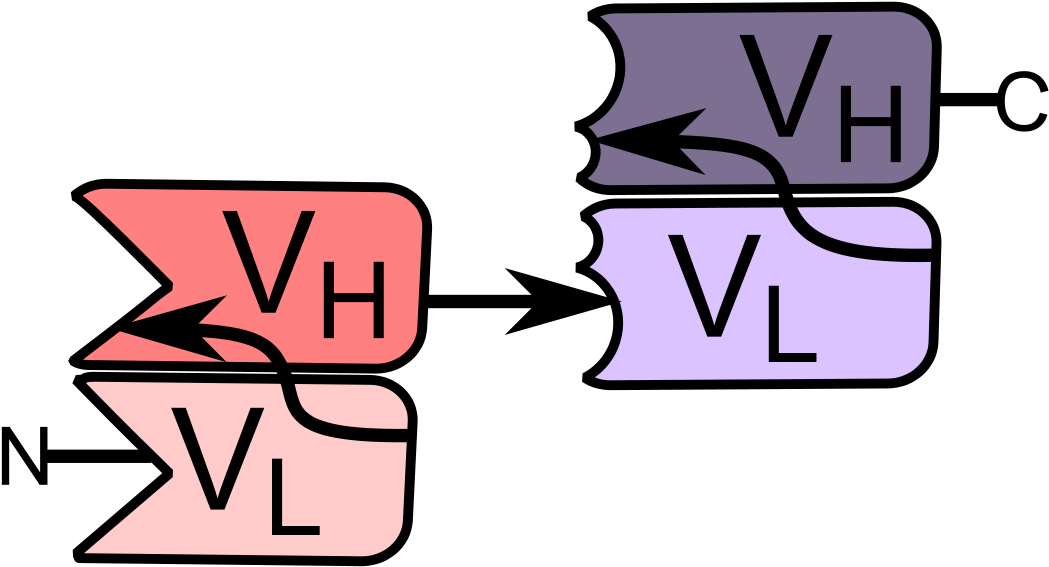 Bispecific T Cell Engager (1200x622)