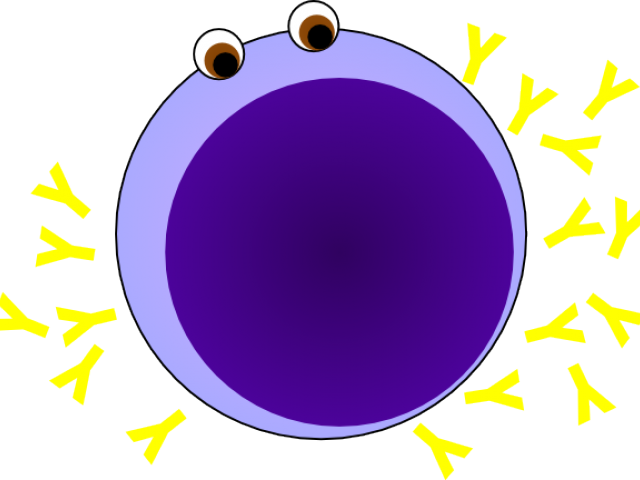 Plasma Clipart Lymphocyte - Lymphocyte Svg (640x480)