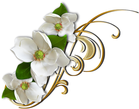 Lavella Beauty And Wellbeing Flowers - Sego Lily (500x398)