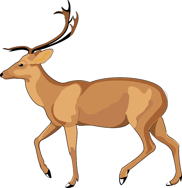 Mammal Brown, View, Color, Side, Walking, Animal, Mammal - Debden Park High School (620x640)