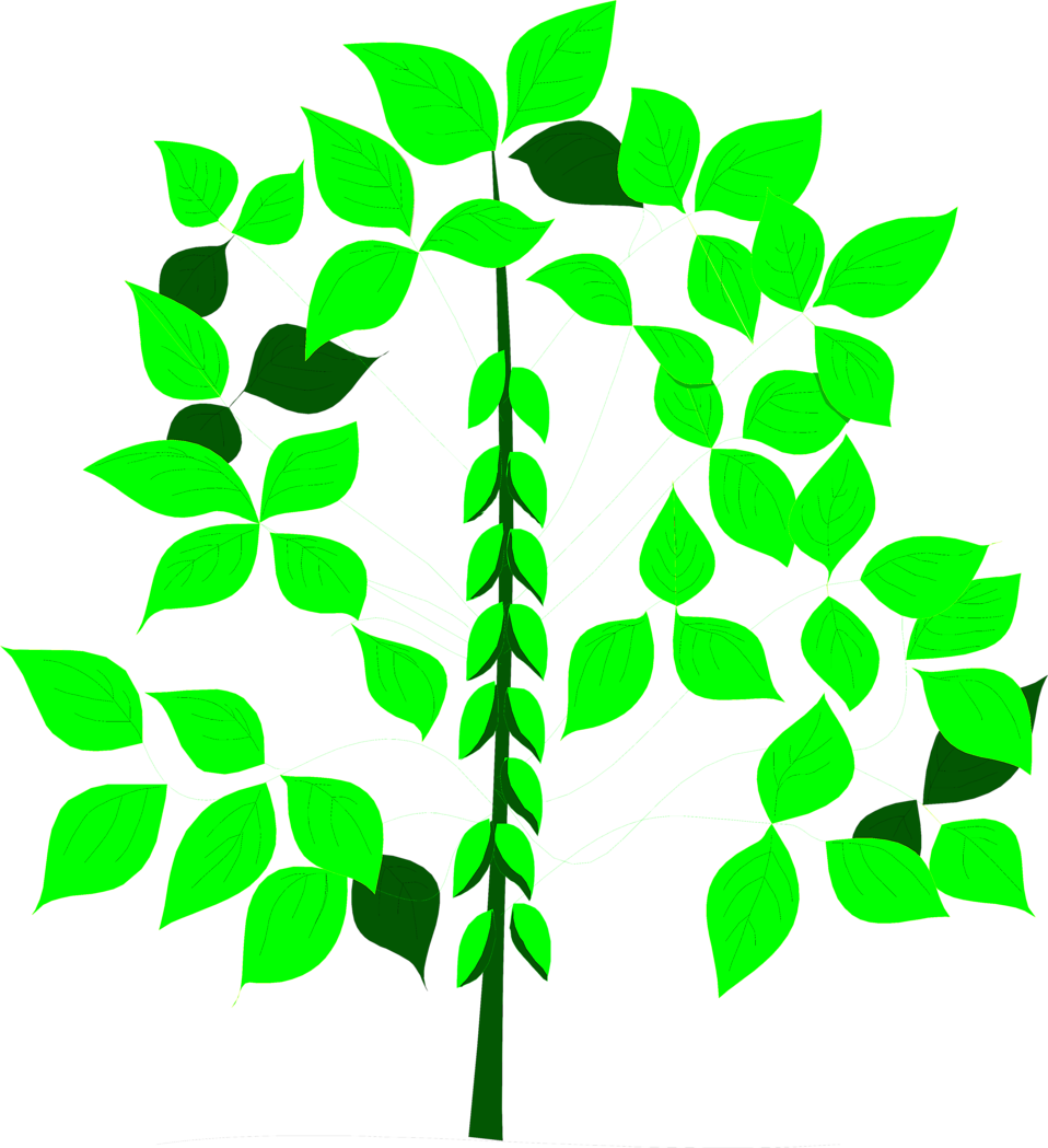 Illustration Of A Soy Bean Plant - Practical Gardening In India (958x1049)
