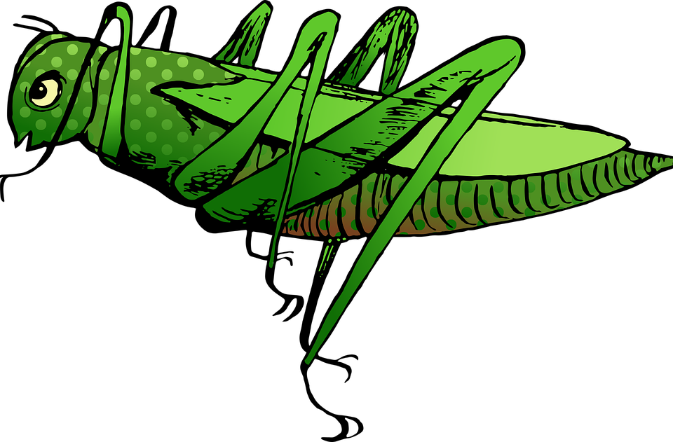 Grasshopper Cartoon 1, Buy Clip Art - ตั๊ ก เเ ตน การ์ตูน (960x631)