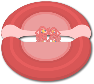 Hemoglobin Molecules In A Red Blood Cell - Circle (666x550)