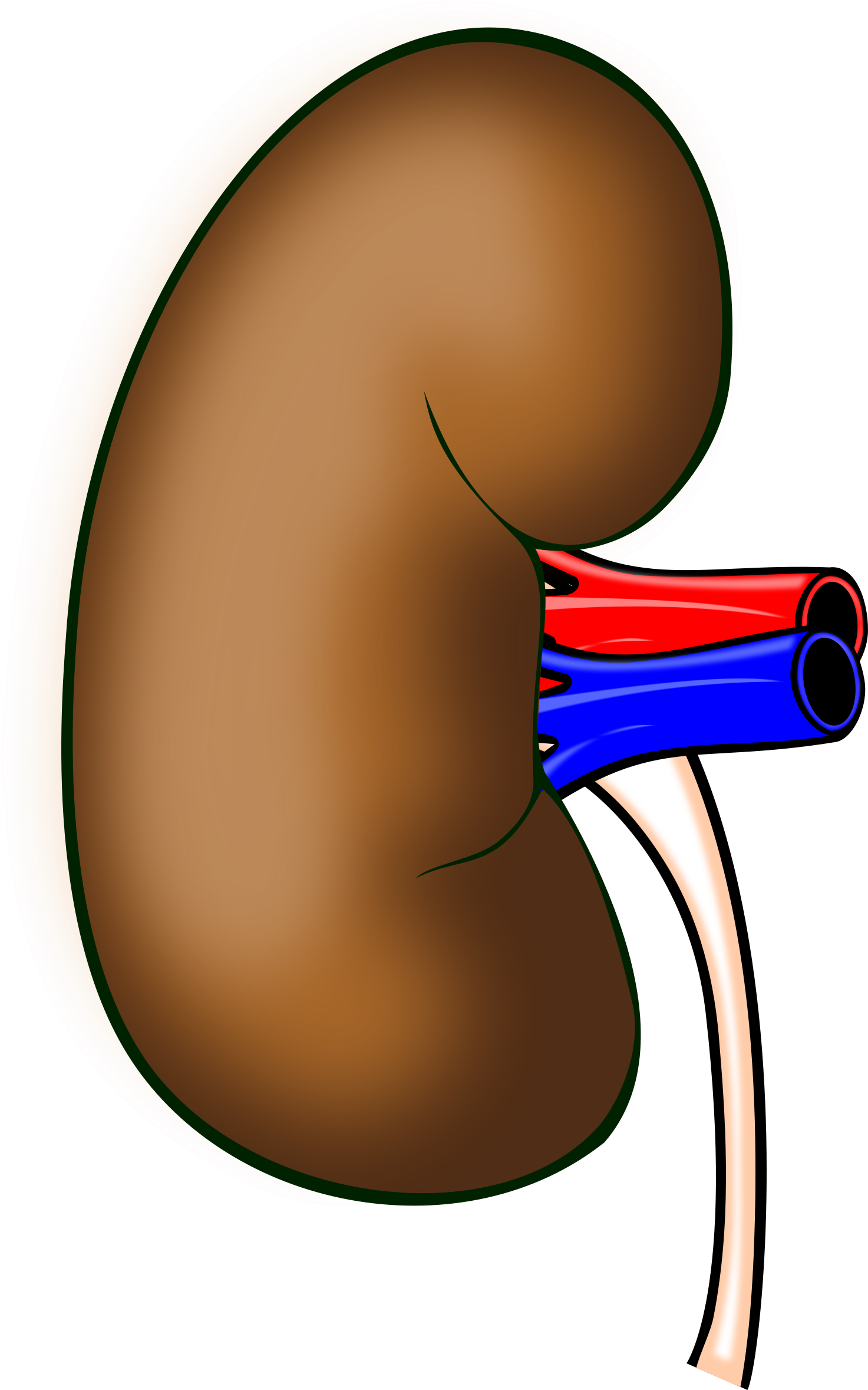 Free Pointing Hand Free Kidney - Clipart Kidney (1508x2400)