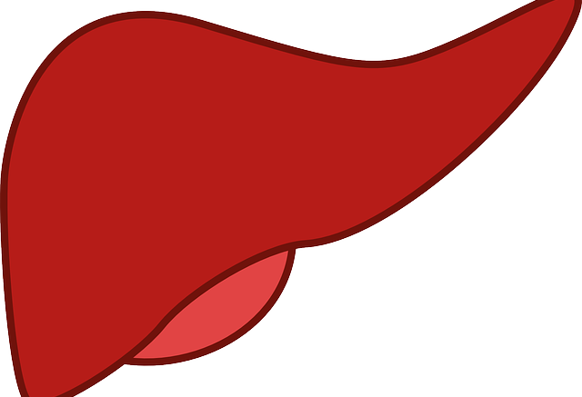 Digestion And Enzymatic Actions Of Gastric Juice And - Clipart Liver (640x437)