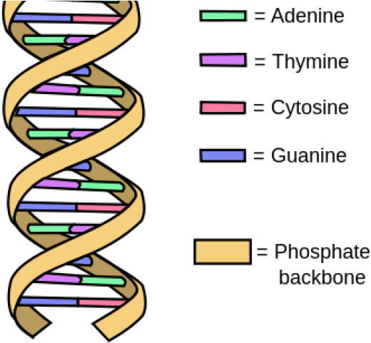 Dna Structure Clipart Drawing Labeled - Do Free Radicals Damage Dna (640x480)