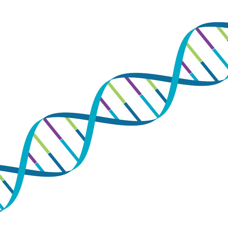 Strand Of Dna In Mps Society Colours - Society Colours (750x750)