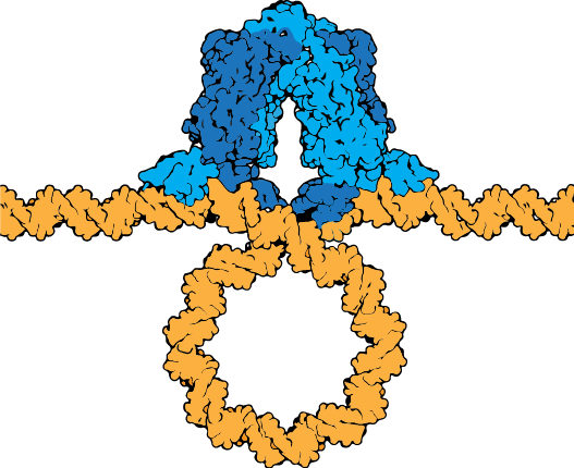 The Lac Repressor Tetramer Depicted Binding Two Operators - The Lac Repressor Tetramer Depicted Binding Two Operators (527x430)