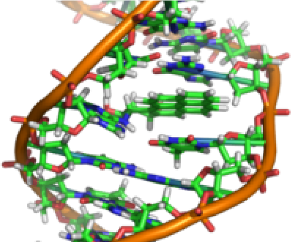 Dna Structure Clipart Wikipedia - Spider Dna Structure (640x480)