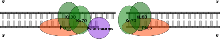 'classical' Processing With Polymerase Mu In Homo Sapiens - Graphic Design (756x300)