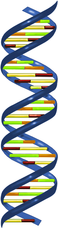 In Most Organisms, The Primary Genetic Material Is - Dna Nucleotide (223x789)