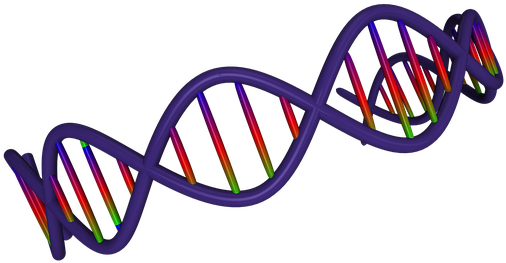 A Twisted 'knot' Of Dna, The I-motif Has Never Before - Adn Gif Fondo Transparente (640x337)