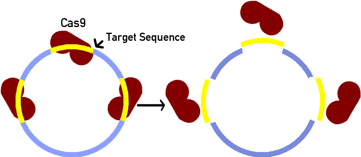 This Will Create Double Strand Breaks At 3 Target Sequences, - Circle (1319x683)