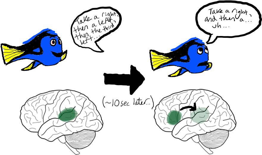 Dory Schematic - Cartoon (902x577)