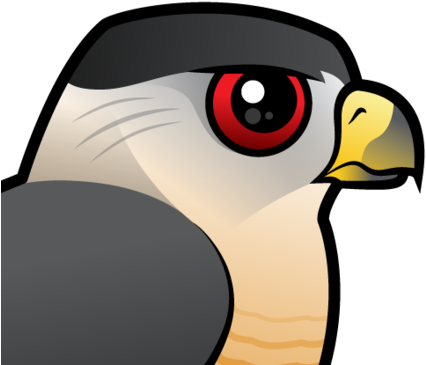 Coopers-hawk - Cooper's Hawk (440x440)