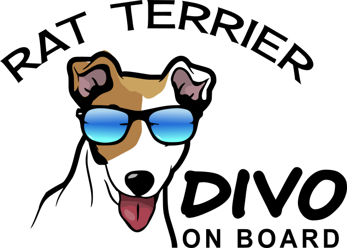 Divo Dog Rat Terrier Diva Dog Rat Terrier - Cartoon (685x489)