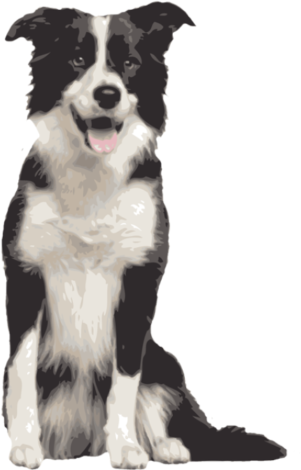Quality Clip Art Of Animals That Live On A Farm - Border Collie Sitting (640x755)