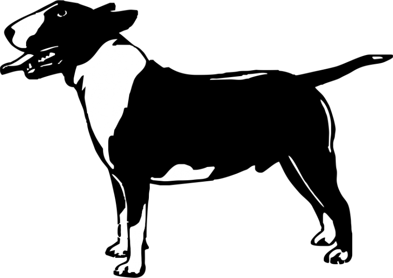 Bull Terrier - Bull Terrier (800x566)