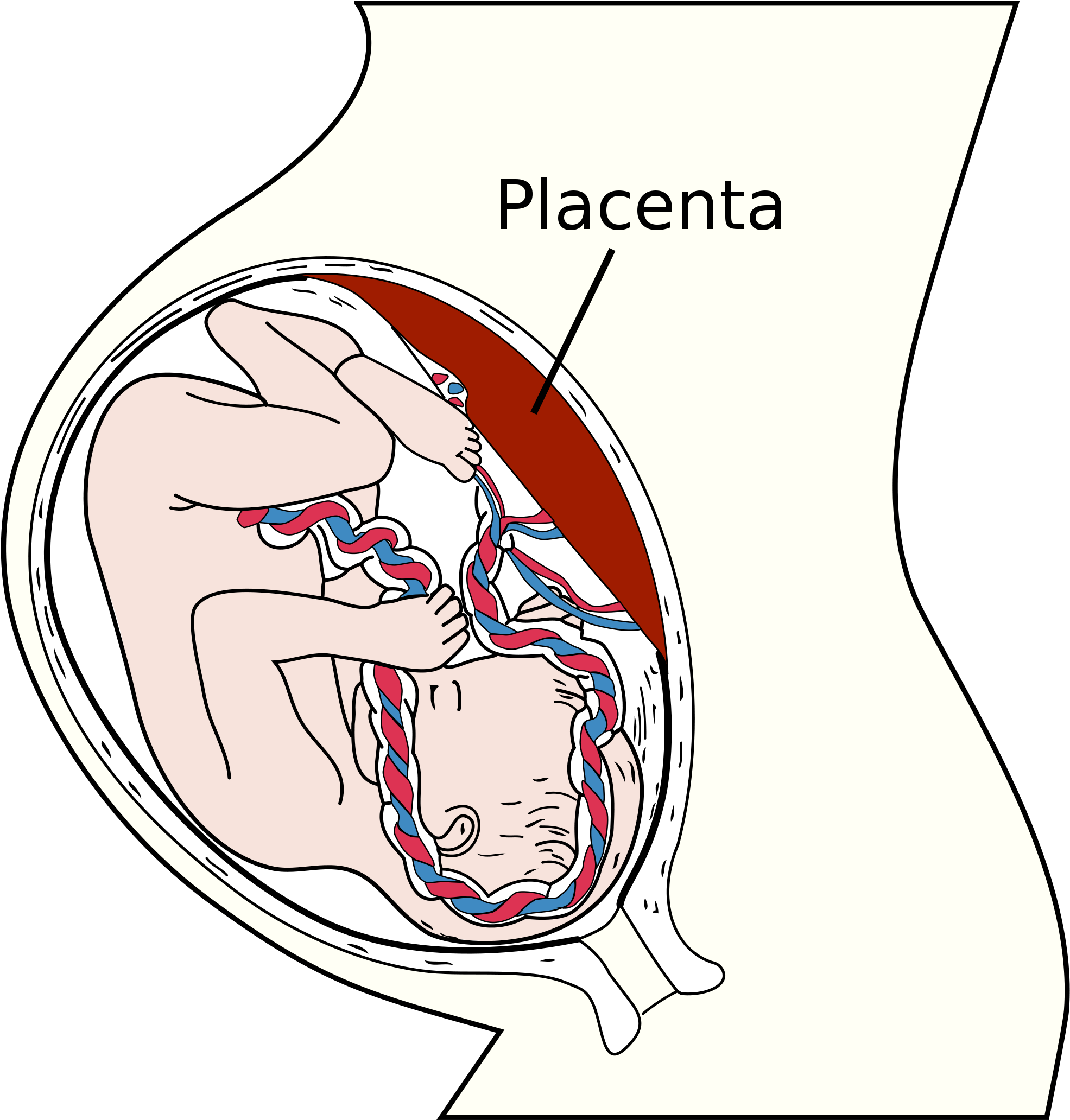 Prenatal Development Linked To Anxiety And Poor Mental - Placenta: Development, Function And Diseases (2000x2063)