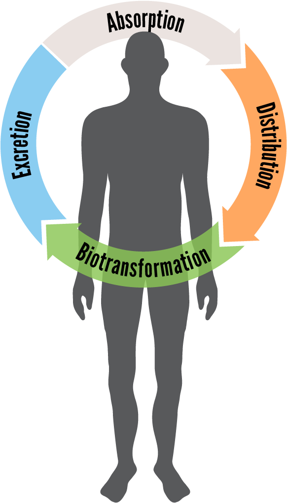 Illustration Of A Human Body With A Semi-circle Over - Biotransformation (786x1058)
