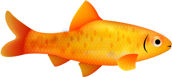 Gold Barb - Gold Barb (700x340)