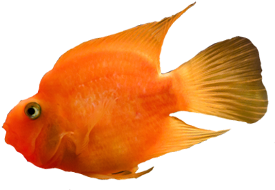 View Fish - Goldfish (459x342)