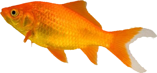 Fish Food, Treatments And Accessories From The Pet - Types Of Goldfish (520x249)