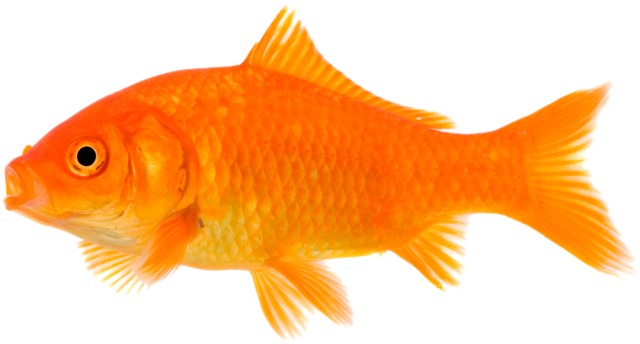 Pet Animals (640x344)