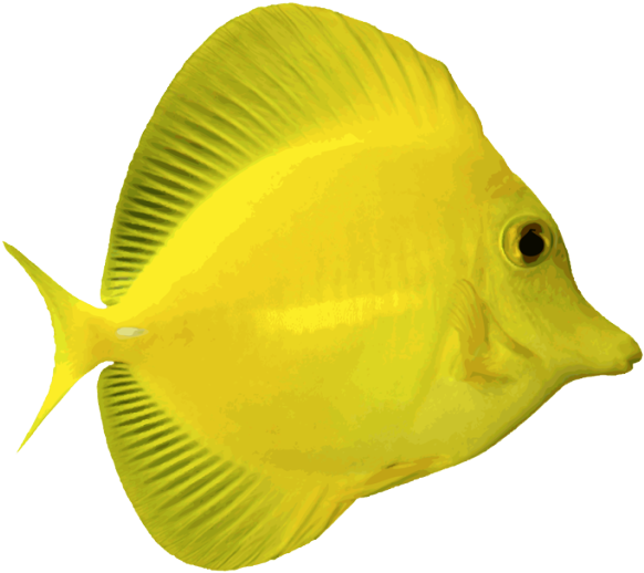 Angelfish Png Free Download - Png Clip Art Yellow Tang (640x528)