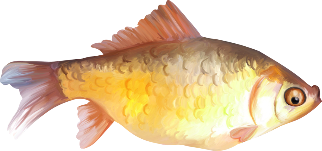 Painted Fish Clipart - Fish Painting Png (1067x502)