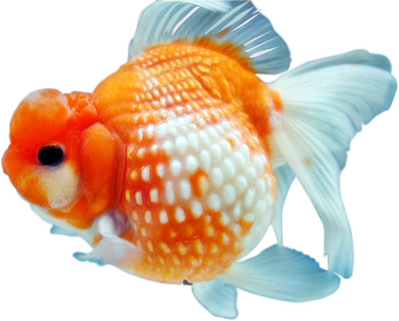 Goldfish Png By Kasirun-hasibuan - Goldfish Transparent Background Png (1513x1088)