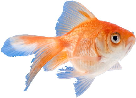 Click On Any Of The 'i' Icons Below To See Common Fish - Goldfish (440x315)