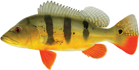 Peacock Bass - Peacock Bass (500x261)