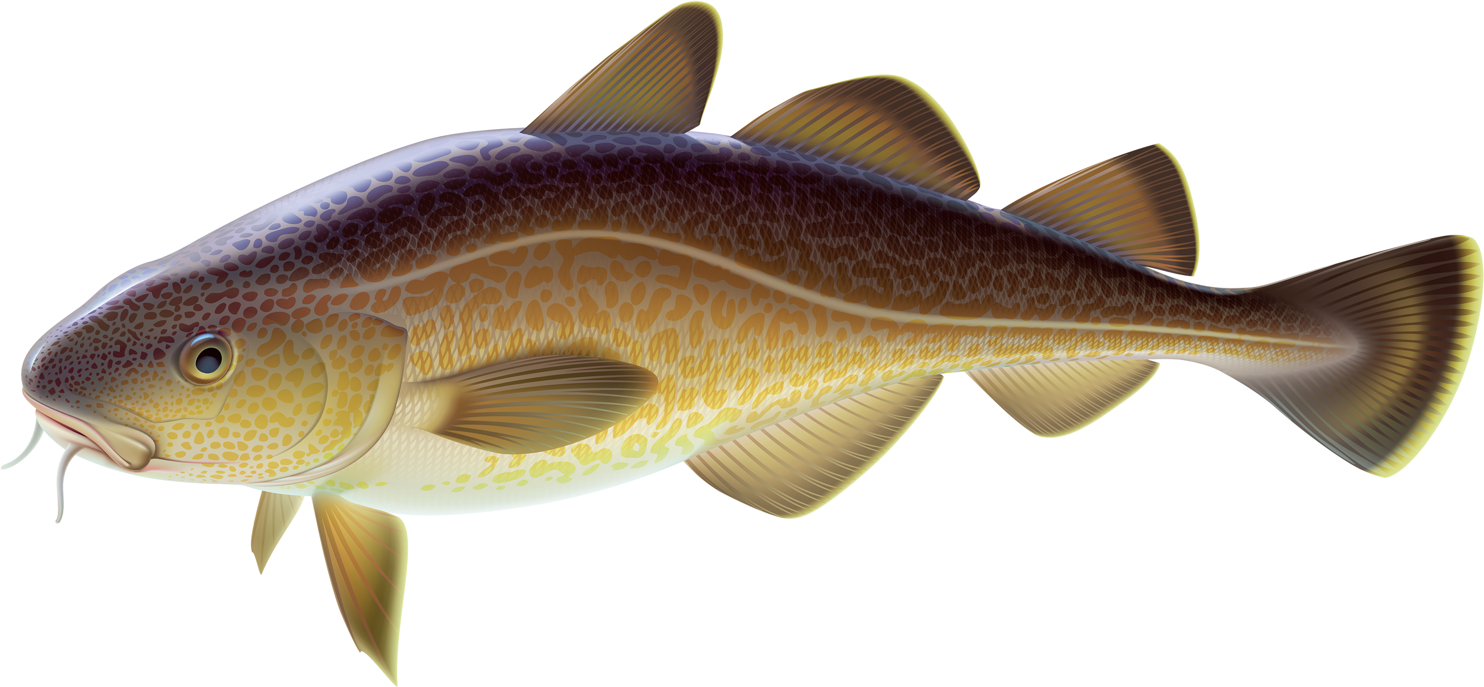 Carp Fish Png Clipart - Carp Clipart (3000x1431)