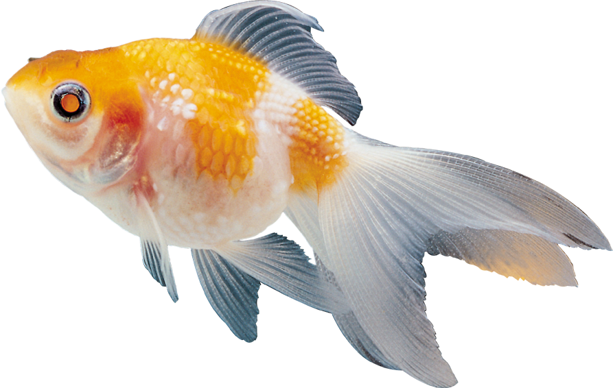 Colour Fish Images Png (893x566)