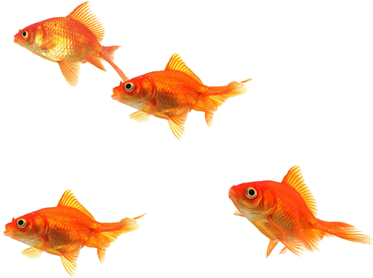 School Of Fish Png - Little Fish Png (540x402)