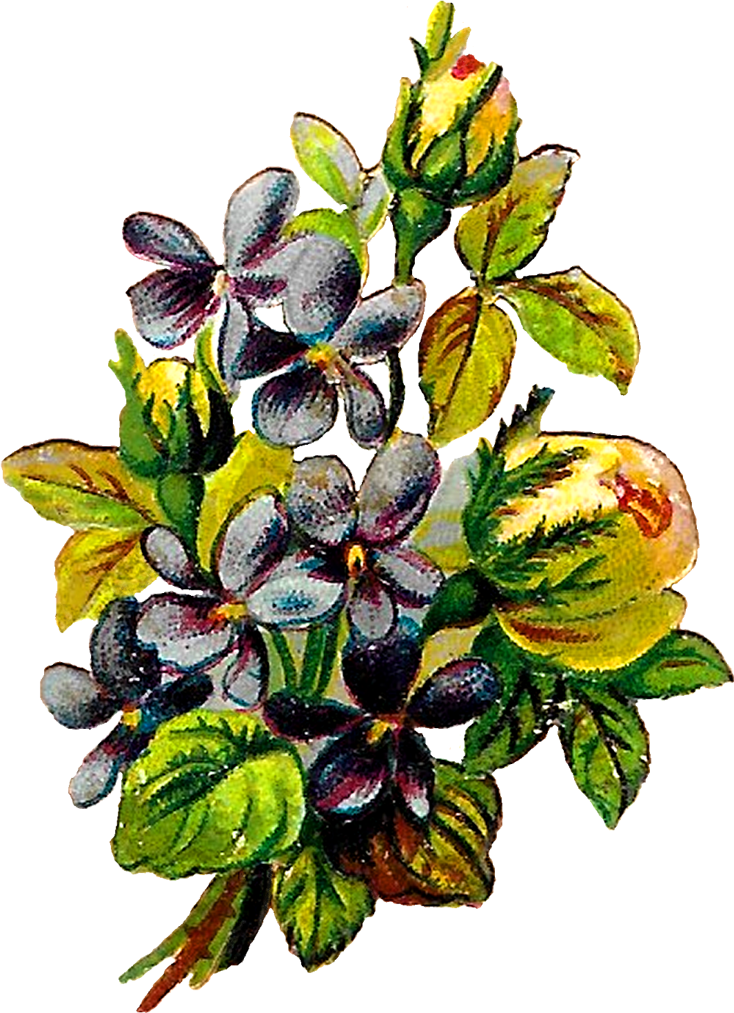Rose Violets Flowers Floral Clipart Botanical Art Illustration - Beach Plum (1178x1600)