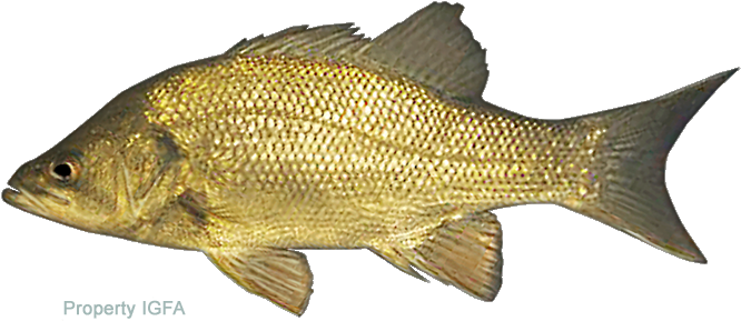Bass, Australian - Australian Fresh Water Fish (720x334)