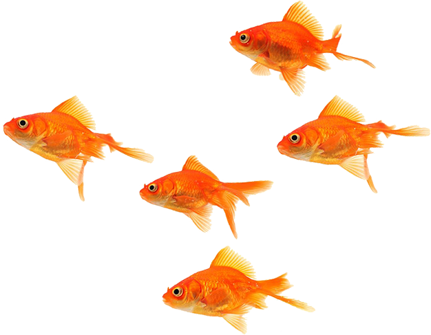 Goldfish (626x487)
